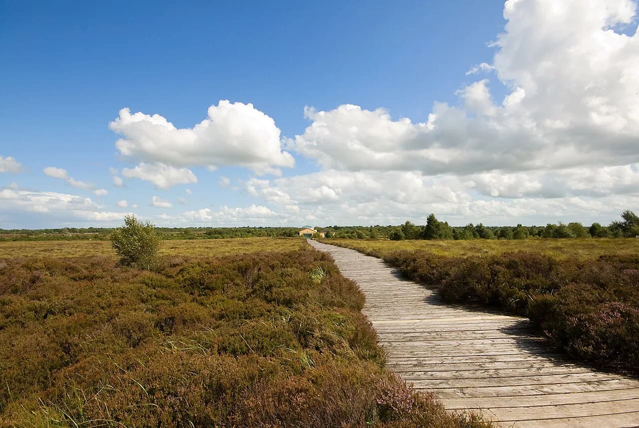 Corlea Trackway: Ireland's Iron Age Bog Road in Longford