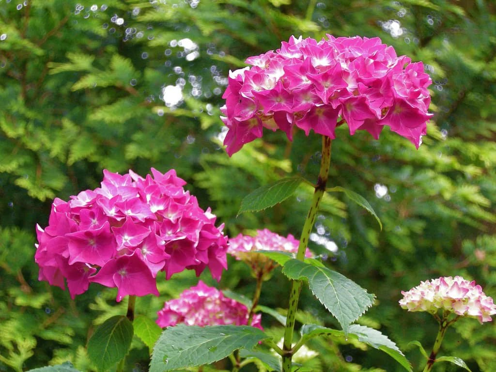 Mount Congreve Gardens: A Visitor Guide to the Waterford Estate
