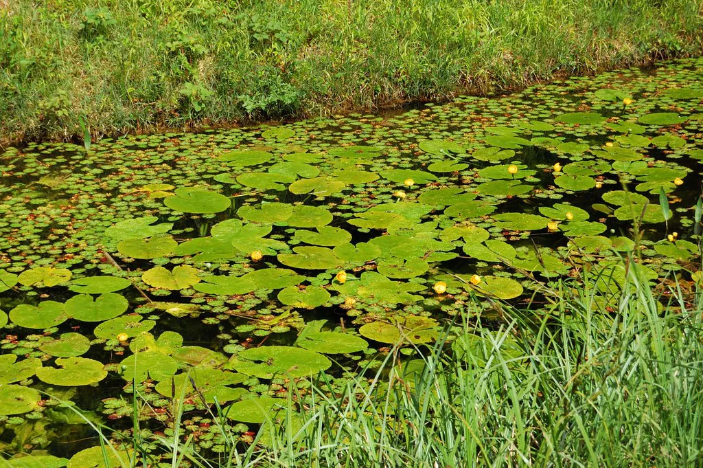 Water lilies in a pond at Birr Castle Demesne.