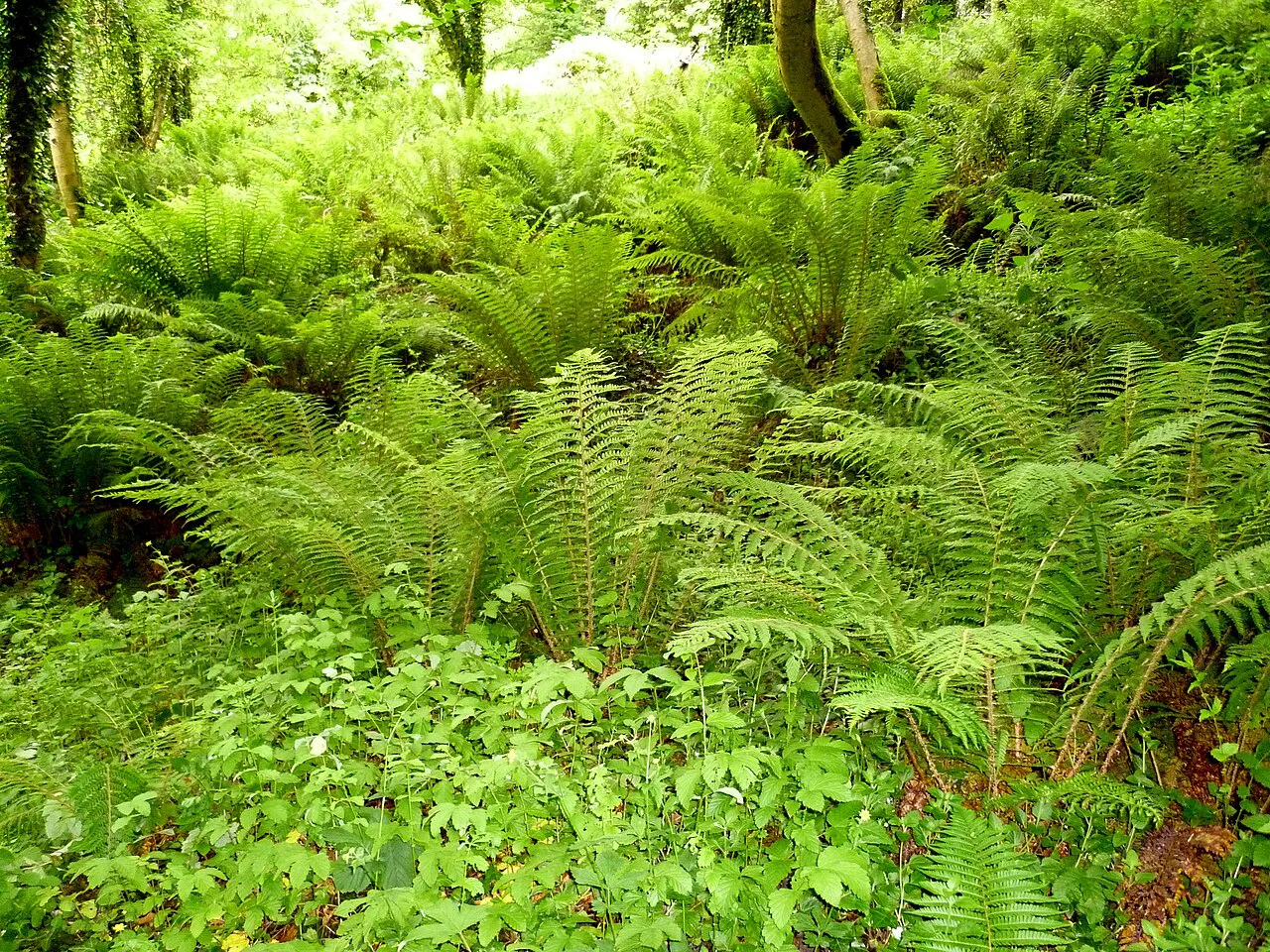 The Cabra River in Dún na Rí Forest Park, County Cavan.