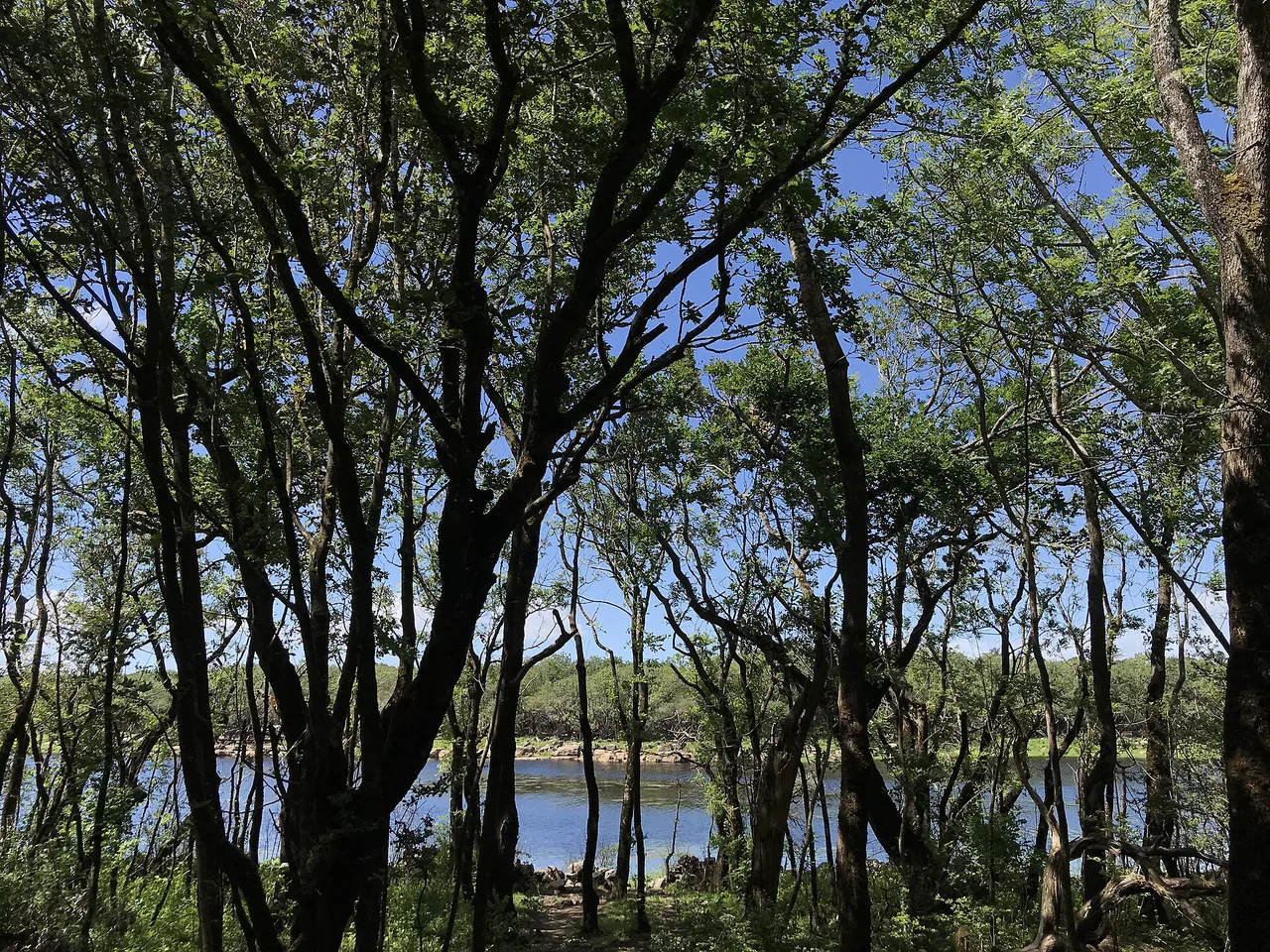 Coole Lough through the trees, Coole Park, County Galway.