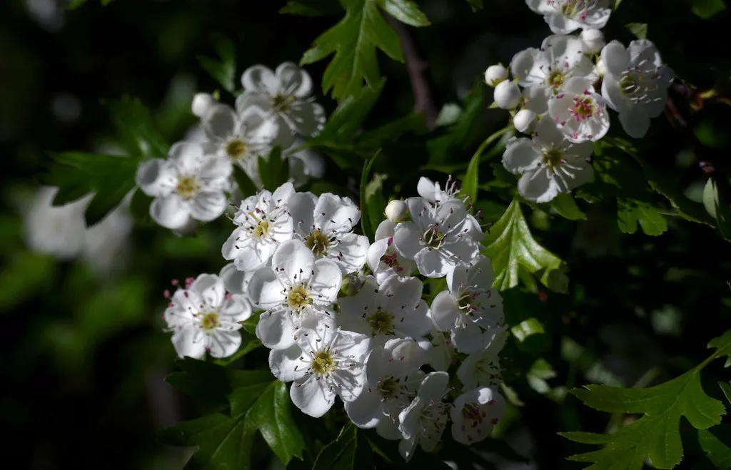 Hawthorn blossom.