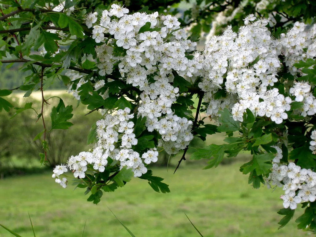 A flowering hawthorn.