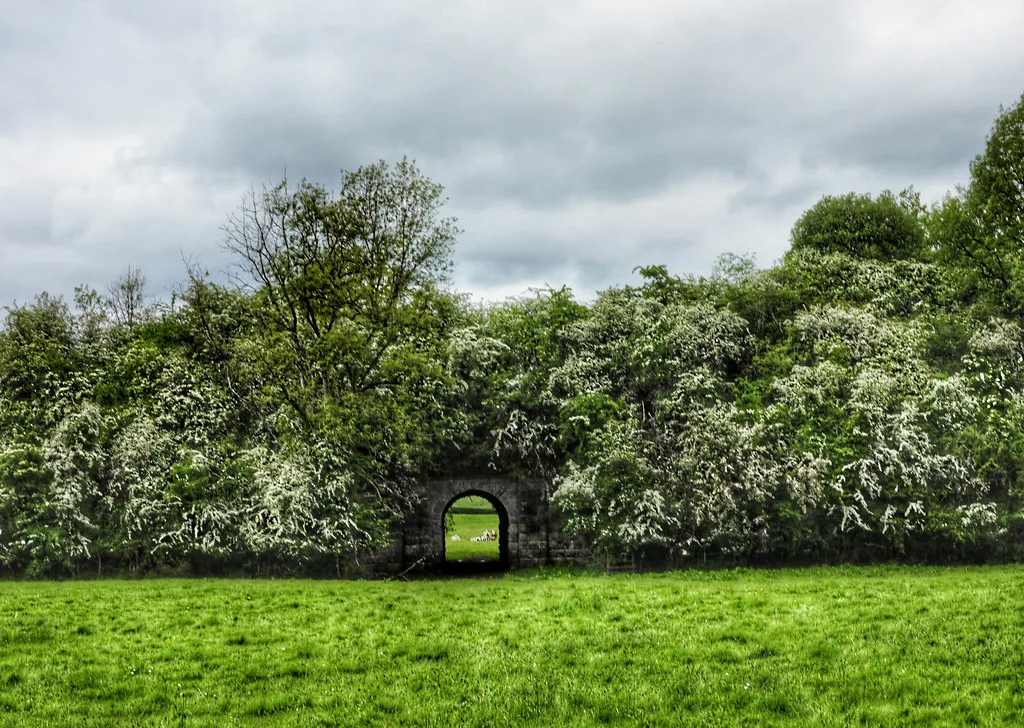 Hawthorn in an Irish hedgerow.