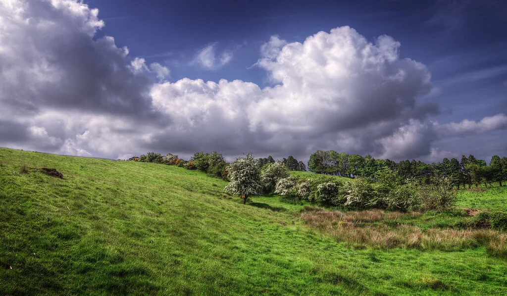 Hawthorn on the slopes of Sliabh na Caillí (Loughcrew), County Meath.