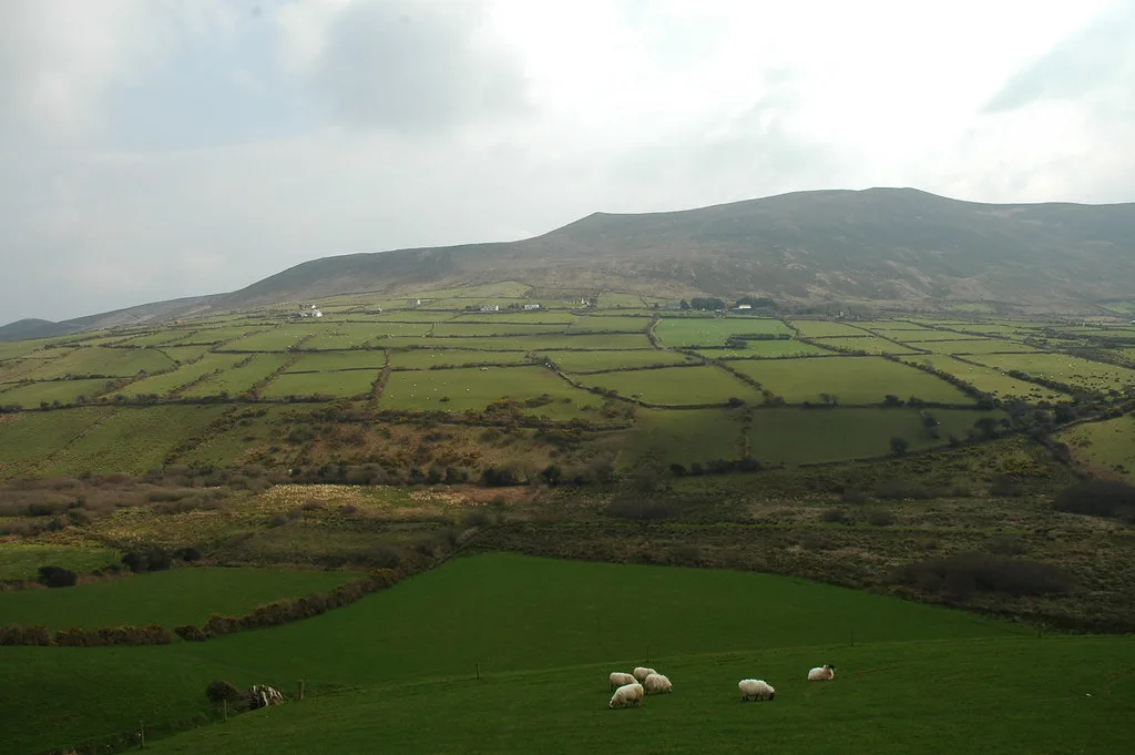 Irish countryside with hedgerows and fields.