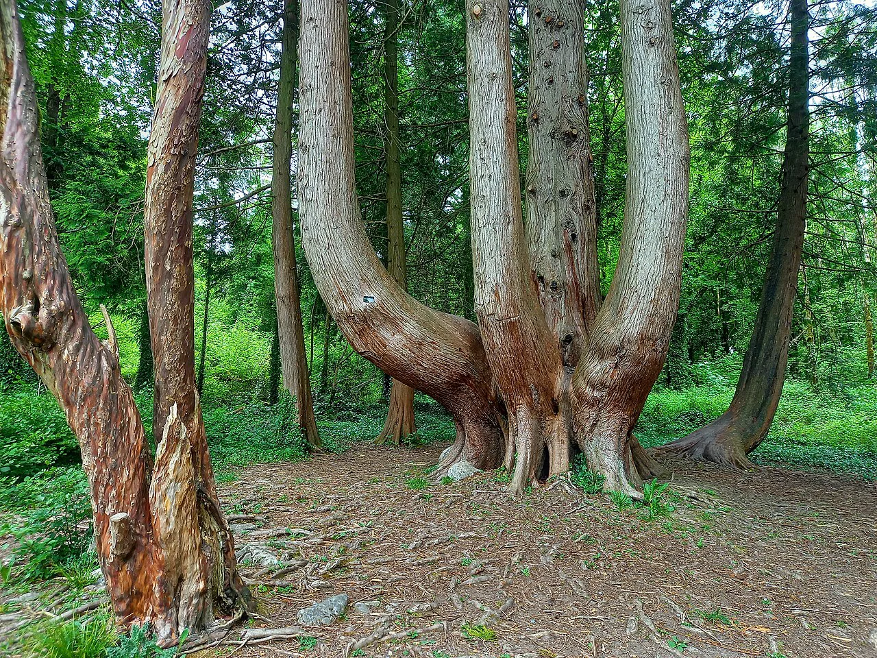 A red cedar in the woodland at Coole Park, County Galway.