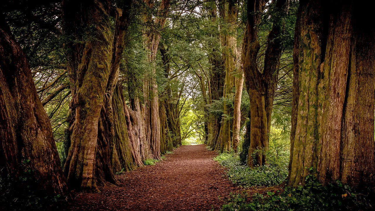 The yew avenue in Lismore Castle Gardens, County Waterford.