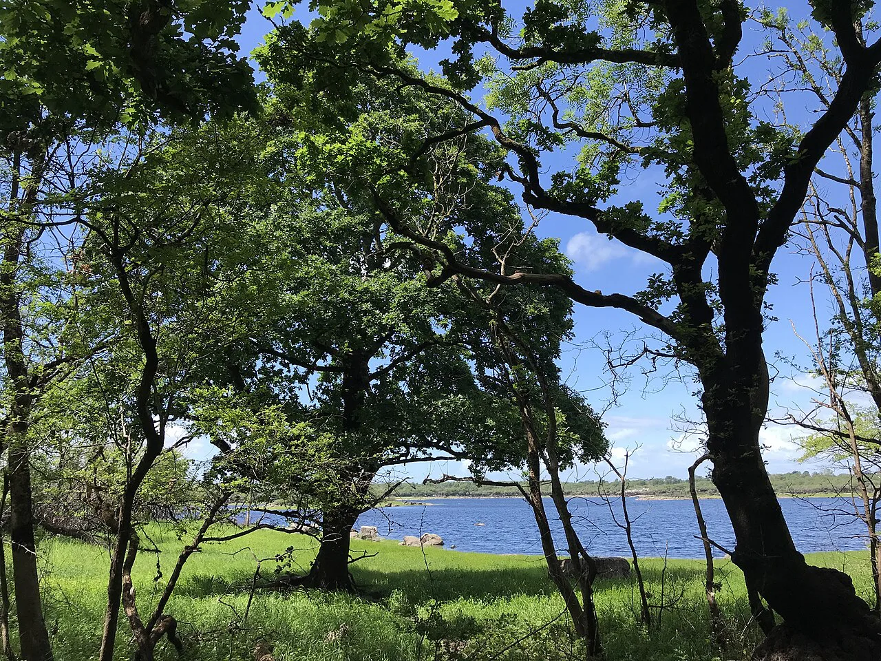 Woodland and lake shore at Coole Park, County Galway.