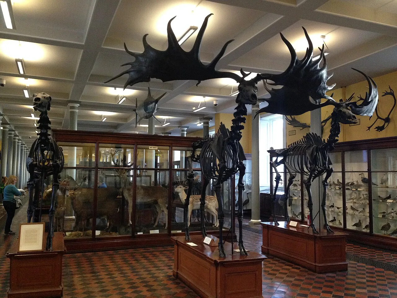 The Irish Room, Natural History Museum, Dublin.